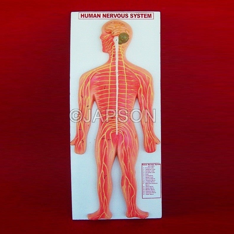 Human Nervous System Human Nervous System